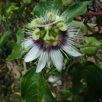 Passiflora edulis Sims